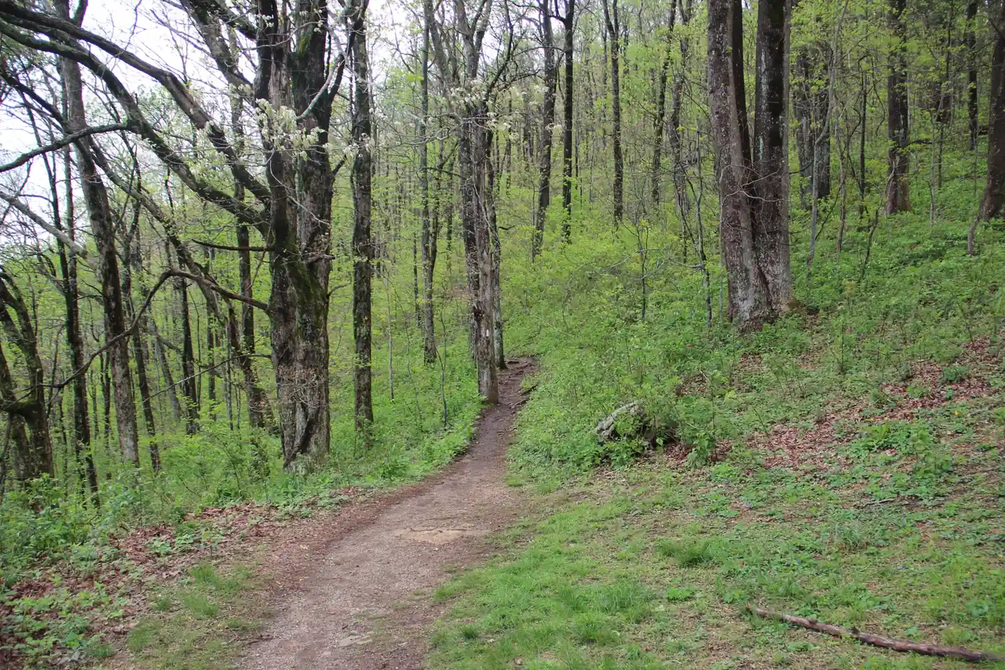 A packed-dirt footpath curving through an open spring forest of tall grey-barked hardwoods, with bright green ground cover, a few white blossoms, a white blaze faintly visible on a trunk at center-left, overcast light.