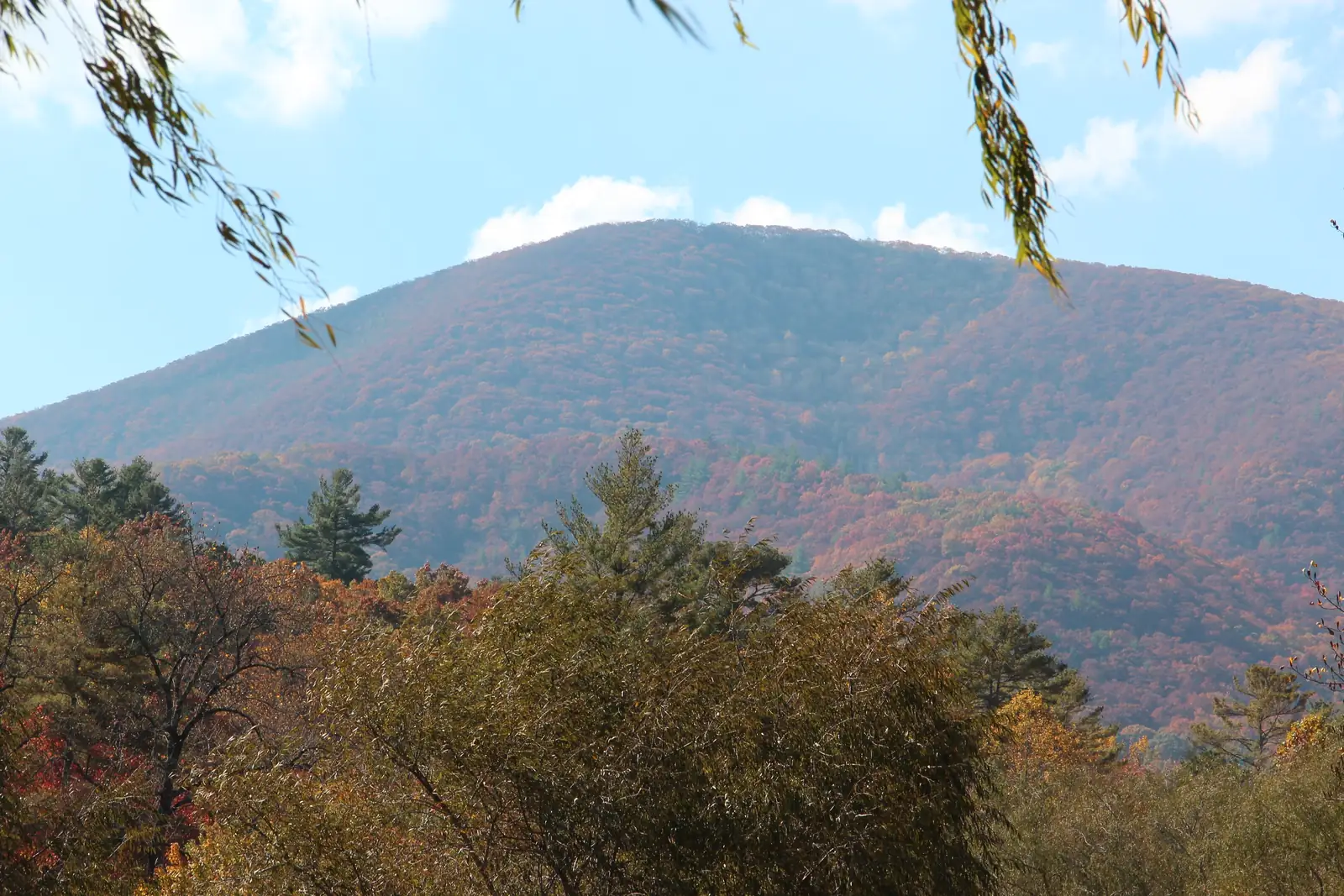 Blood Mountain's broad summit covered in rust-red and orange autumn forest under a blue sky with a few white clouds; dark green pines and olive willow foliage in the foreground, with drooping willow branches hanging into the top corners of the frame.
