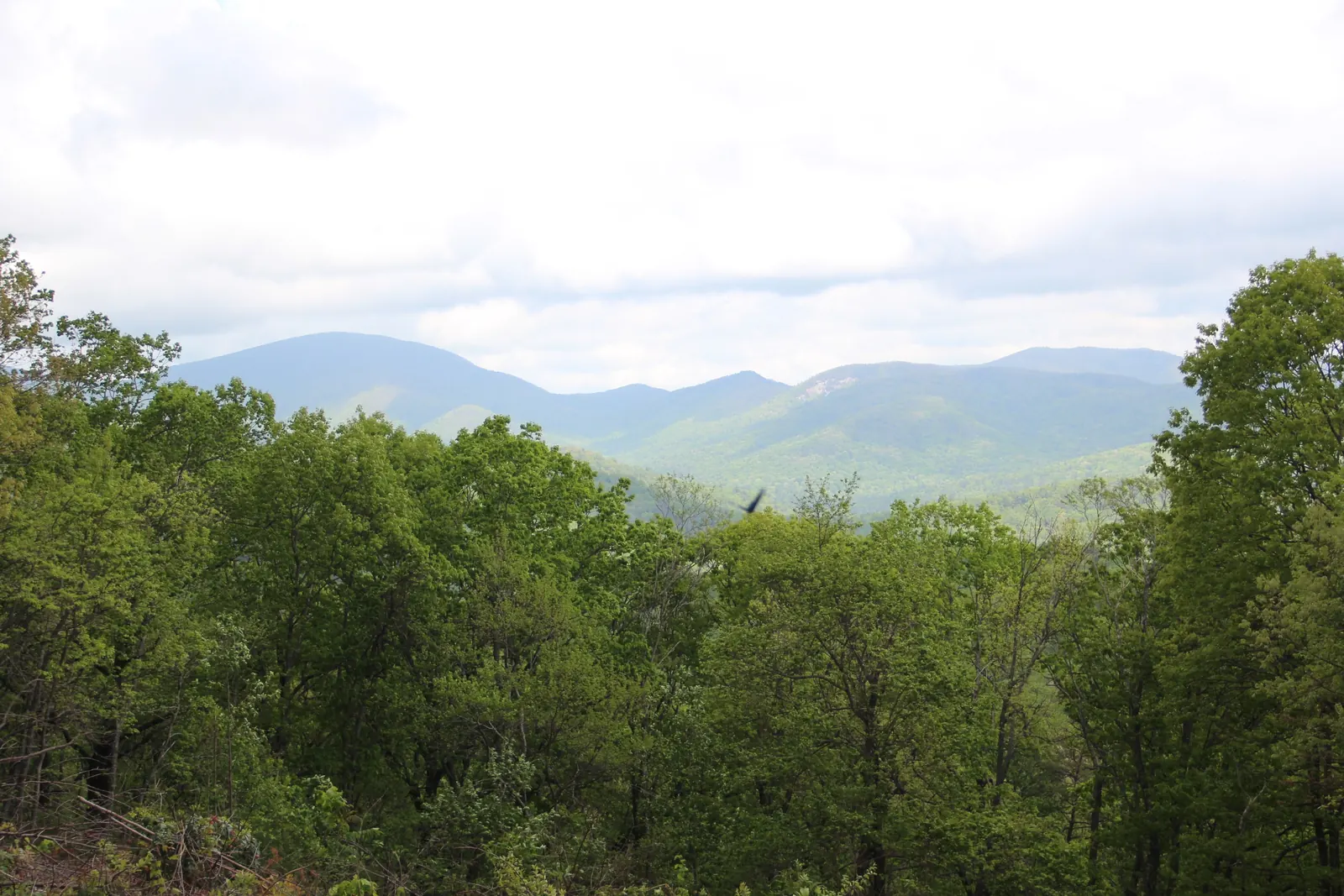 Spring overlook: a dense wall of fresh green treetops fills the lower half; beyond it a layered ridge of blue mountains with one pale rock face, under a bright overcast sky. A small bird in flight just right of center.
