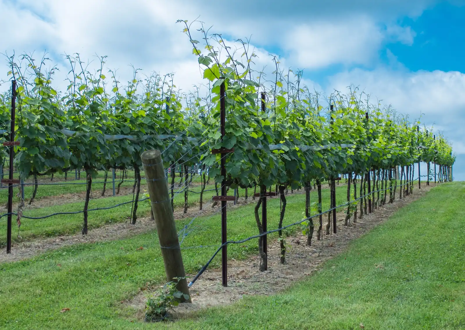 Low angle down a row of trellised grapevines in full green leaf, a leaning wooden end post in front, mowed grass between rows, and a bright blue sky with white clouds.
