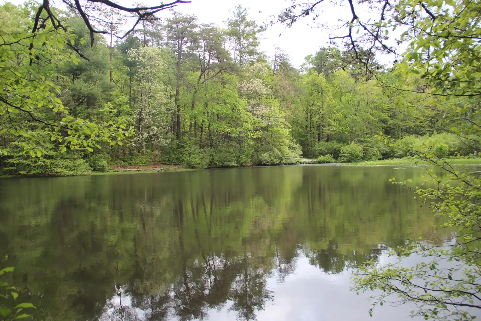 Small mountain lake in spring: calm olive-green water reflecting a shoreline of pines, flowering dogwoods and fresh-leafed hardwoods; overhanging branches frame the top and right edges; overcast white sky.