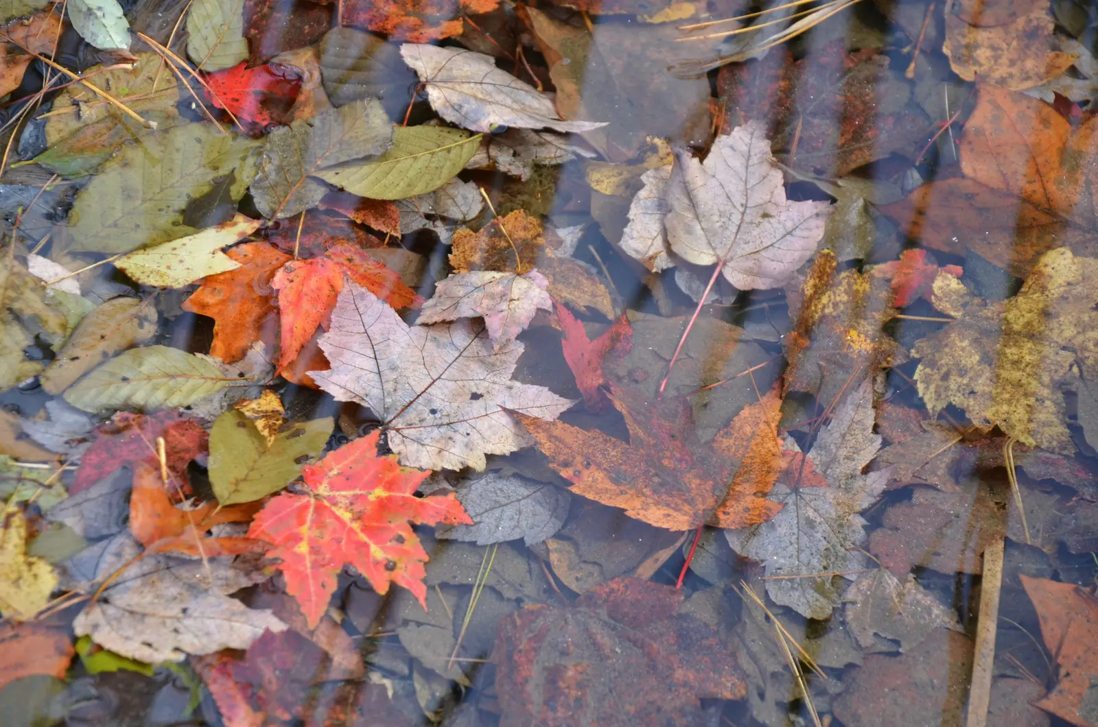 Overhead close-up of wet fallen leaves - red and orange maple, brown oak, pale beech - floating and submerged in shallow clear water with pine needles.