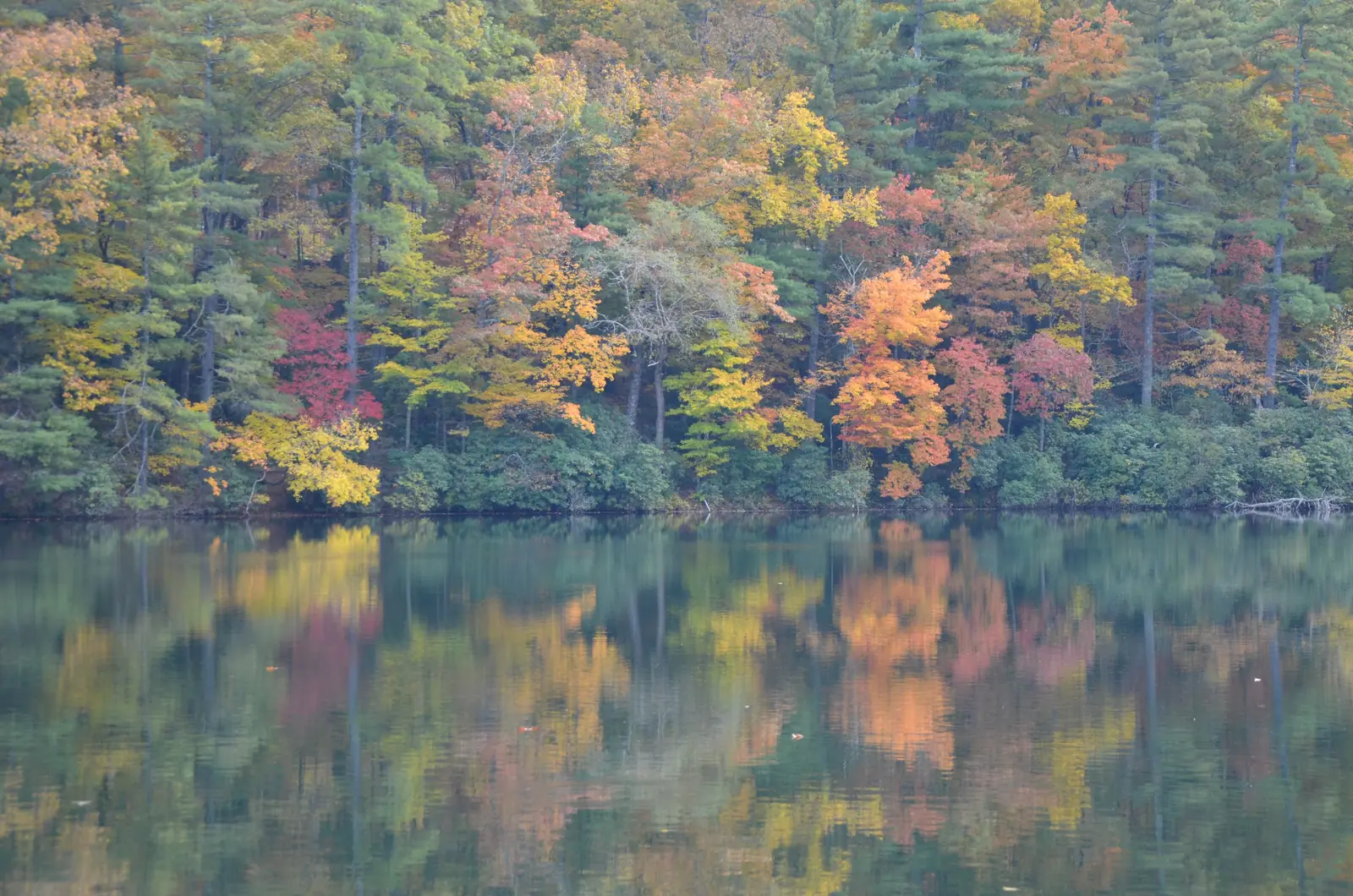 Shoreline of Lake Trahlyta in peak fall: a bank of orange, red, yellow and green trees with tall pines, mirrored almost perfectly in calm dark-green water filling the lower half. No sky, no people.