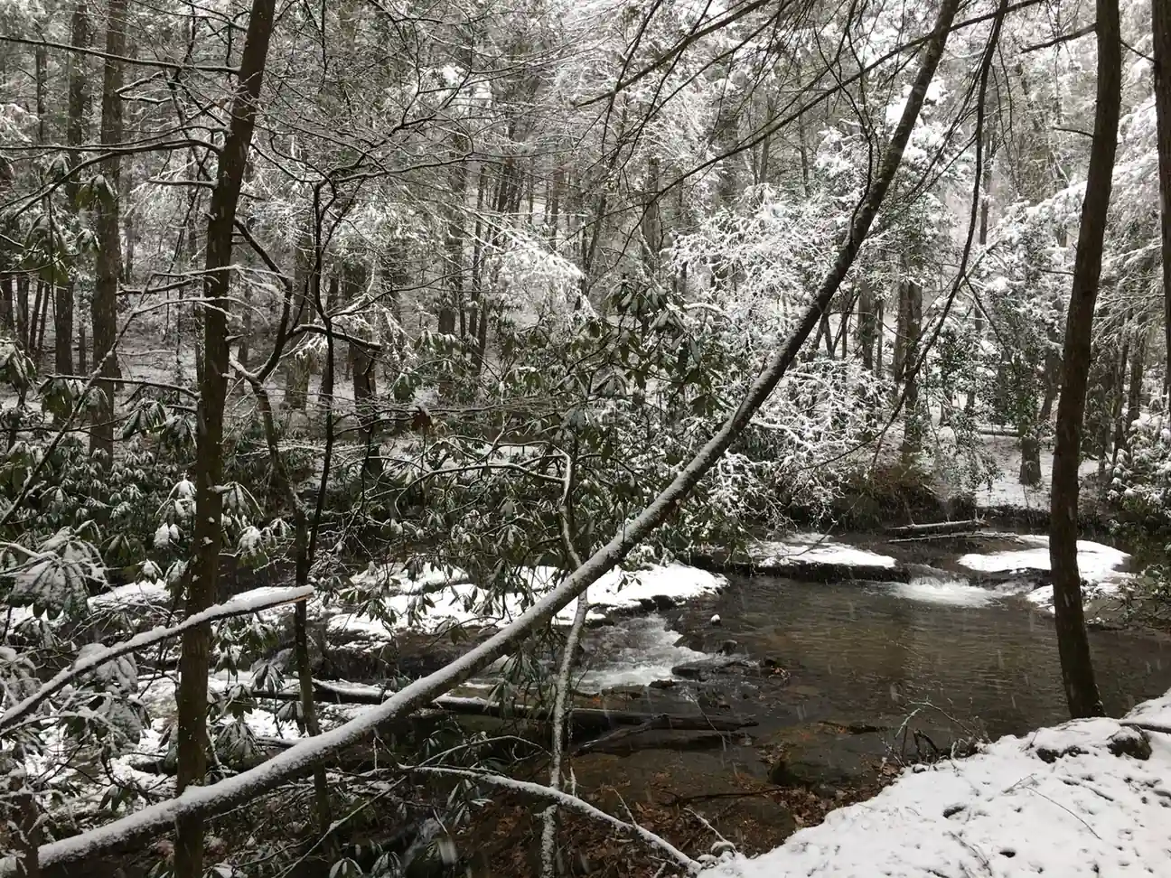Fresh snow on a forest creek: snow-laden rhododendron, laurel and bare branches arch over a dark stream with snow on rocks and the near bank; a thin leaning trunk crosses the frame. Snow is still falling (soft flecks).