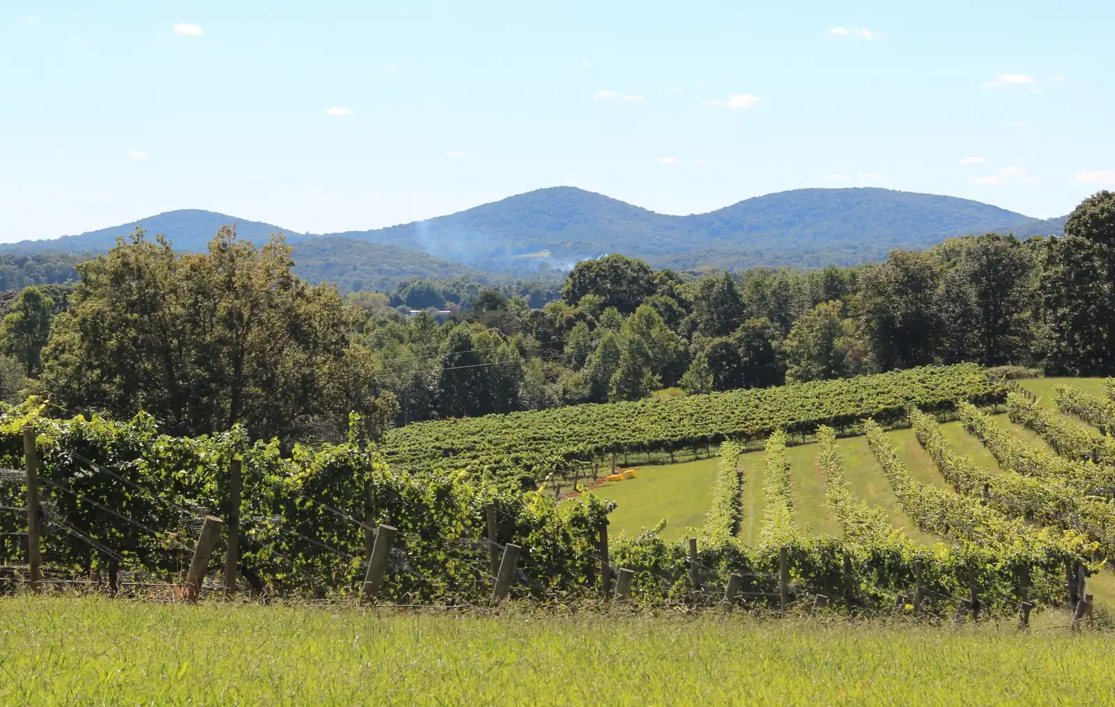 Late-summer vineyard on a slope: lush green trellised grapevines in the foreground and rows of vines climbing a mowed hillside at right, a mixed hardwood treeline behind, and the three rounded humps of Three Sisters mountain in the distance under a pale blue sky with small clouds; a thin wisp of smoke rises from the trees at center. No people.
