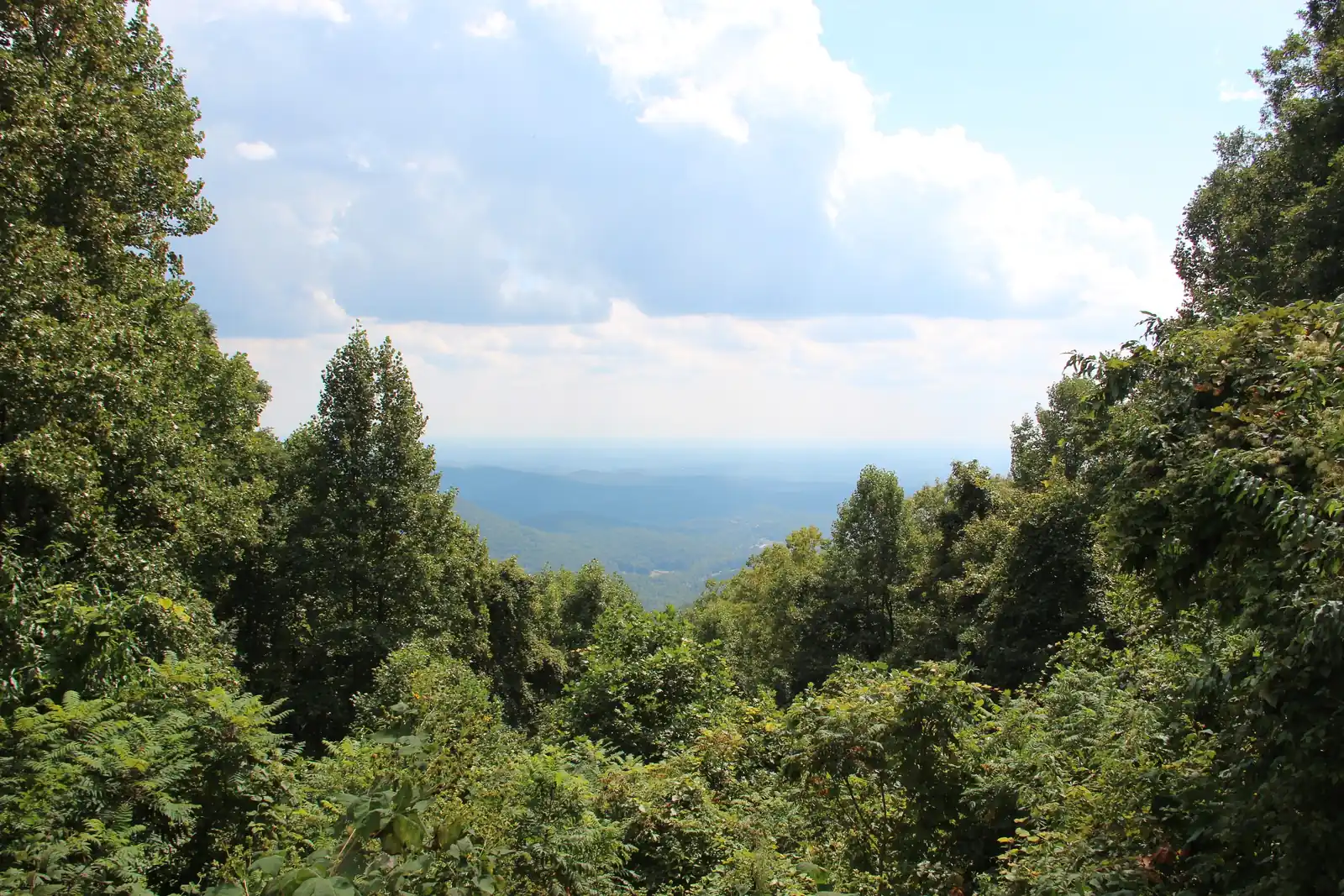 Late-summer view from Woody Gap through framing trees and kudzu-like foreground foliage to blue rolling ridges and a hazy piedmont horizon; bright blue sky with big white cumulus.